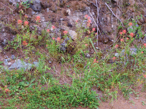 GDMBR: Indian Paint Brush on NF-4370 (heading toward Richmond Peak, MT).